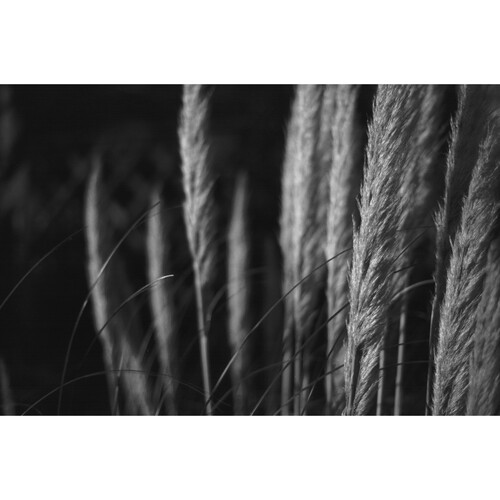 1614105175_IMG_1493431 Lomography Babylon Kino 13 Black and White Negative Film