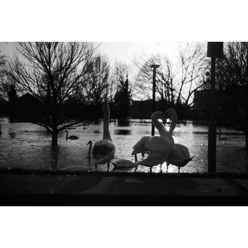 1614105175_IMG_1493432 Lomography Babylon Kino 13 Black and White Negative Film